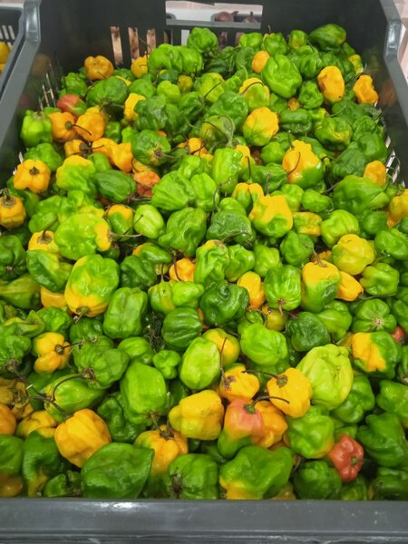 Piments sent bon 2 090 f / kg
