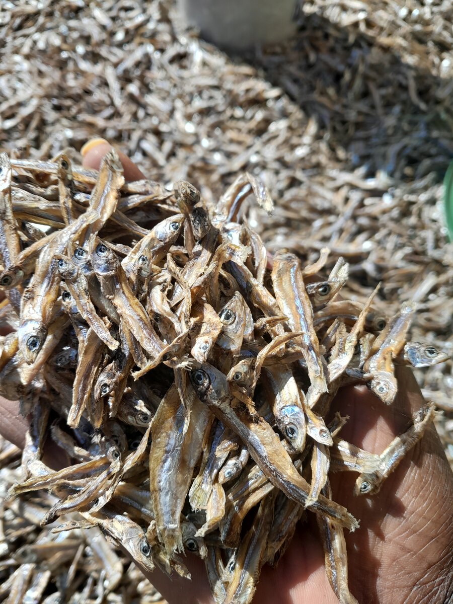 Kapenta Mpulungu High Grade