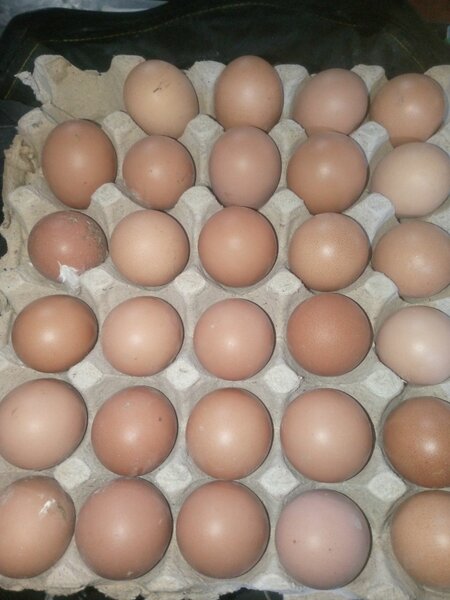 Desi lohaman eggs darjan