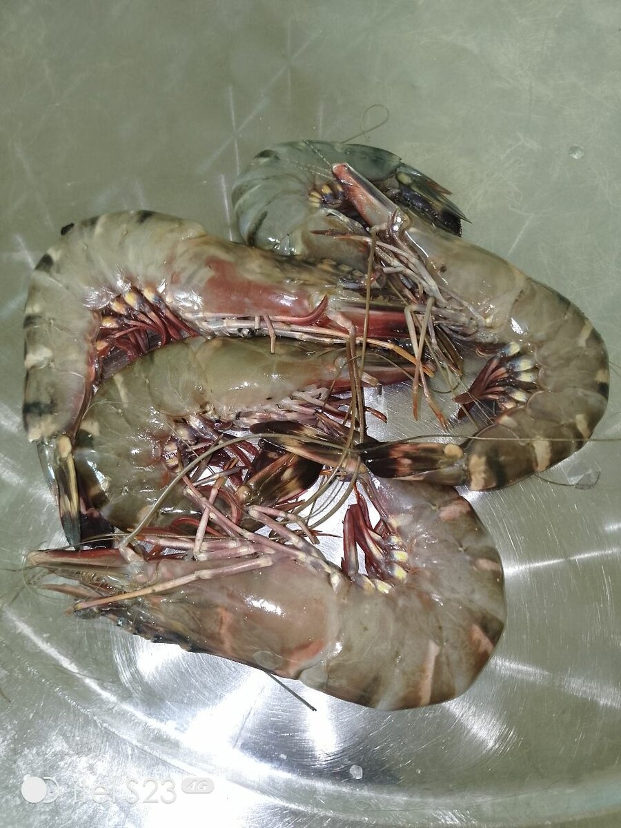 Crevettes fraîches premium