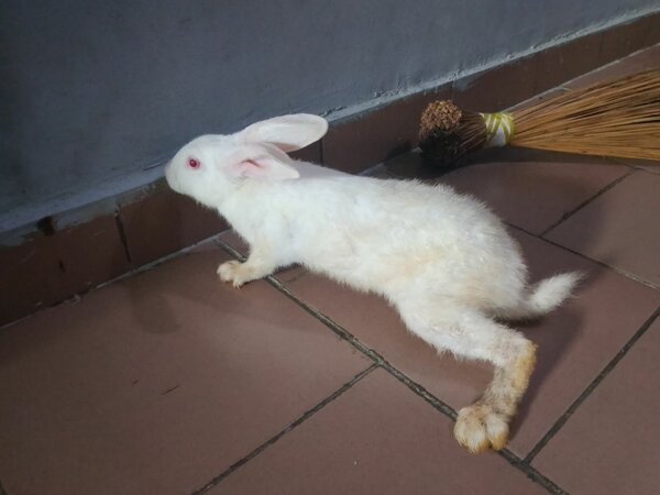 Lapin