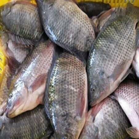 Tilapia fraîche de qualité