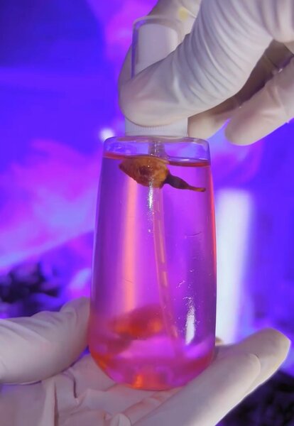 Huile de rose corporelle