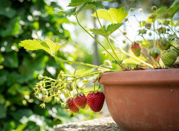 Plant de fraises des bois