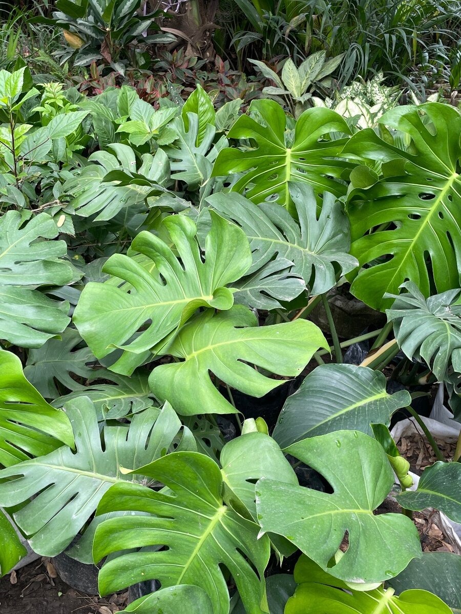 Monstera plant