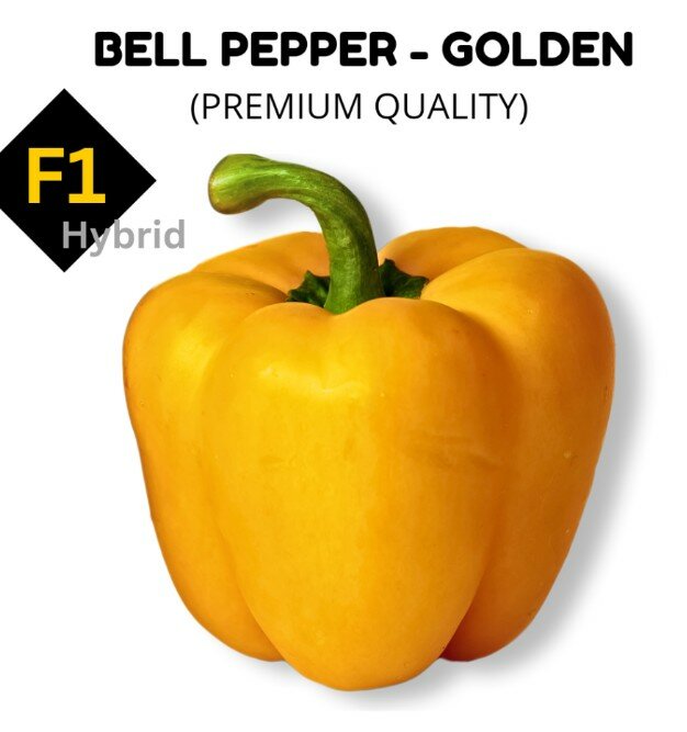 Bell Pepper Seeds – Golden, F1 Hybrid (Premium Quality)