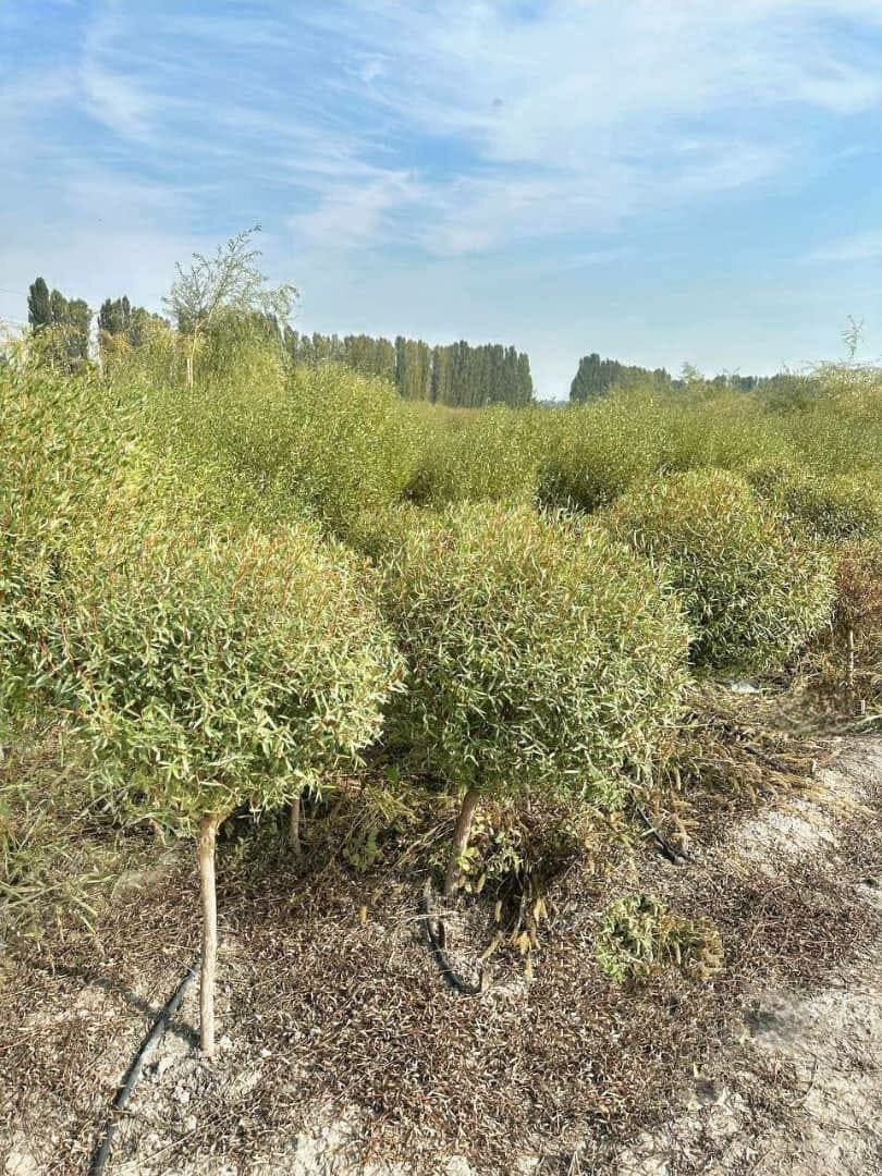 Карликовая ива ( Корейско Итальянский гибрид)