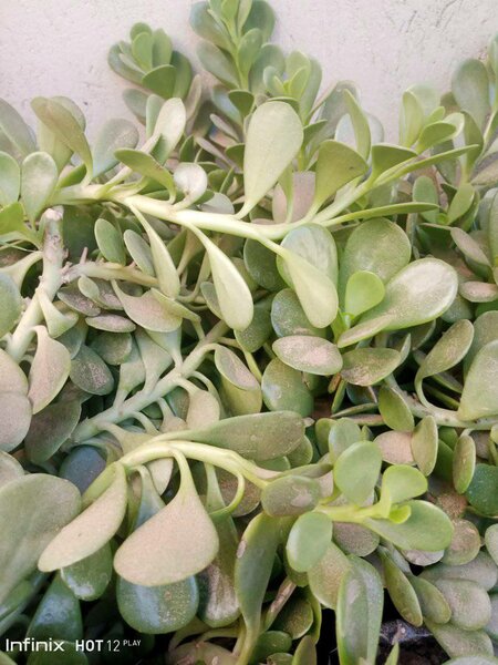 plantes vertes d'intérieur