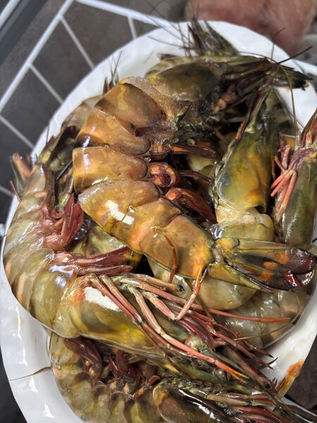 Gambas tigré bien frais