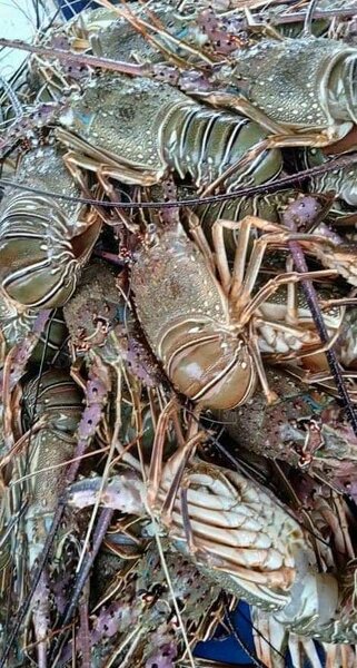 Cigales et langouste