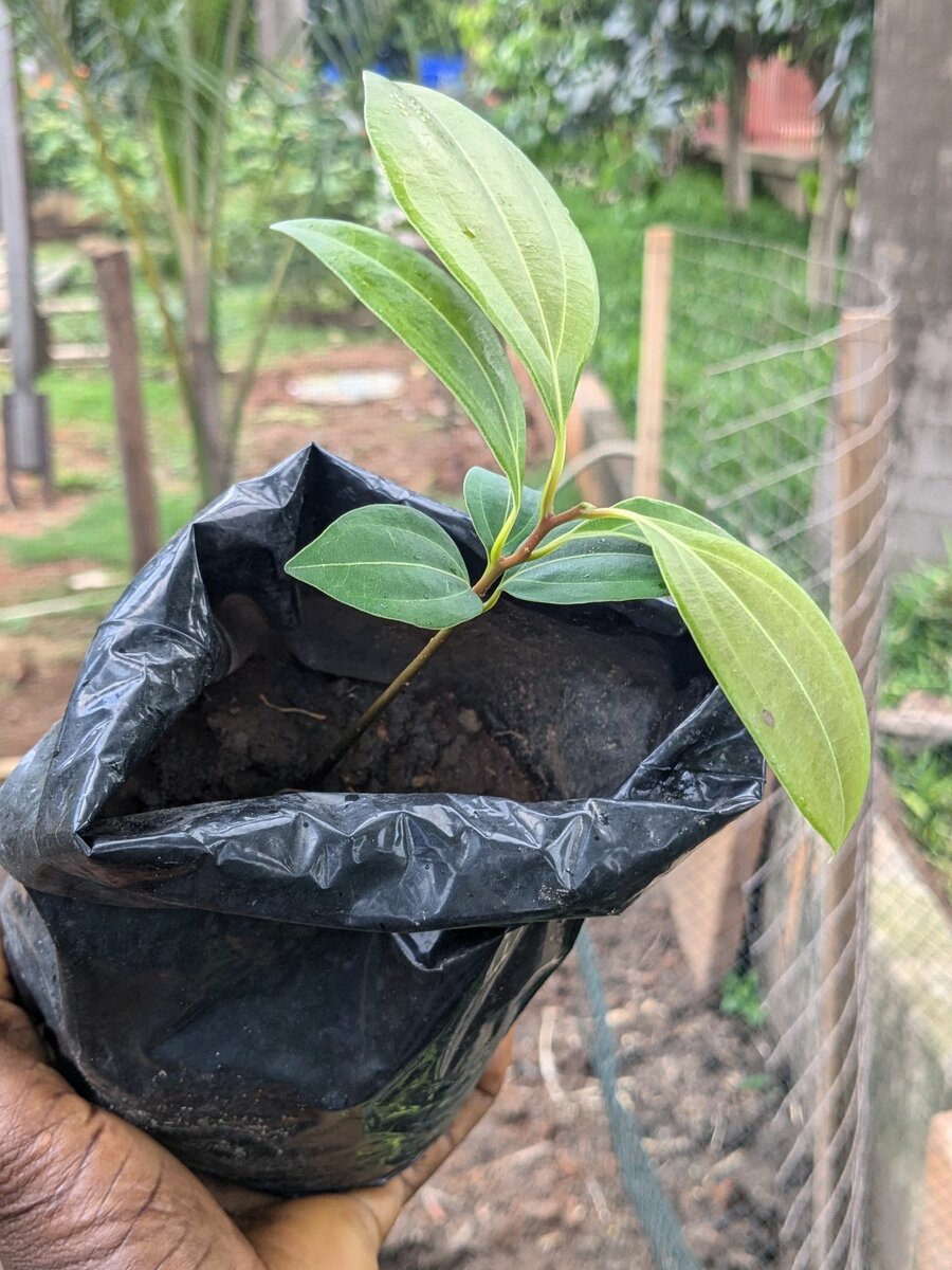 Ceylon cinnamon plant
