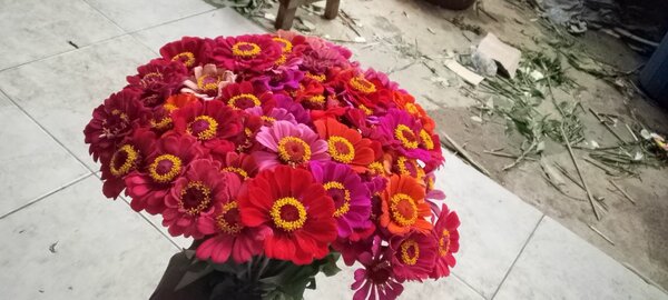 Bouquet vibrant de Zinnias