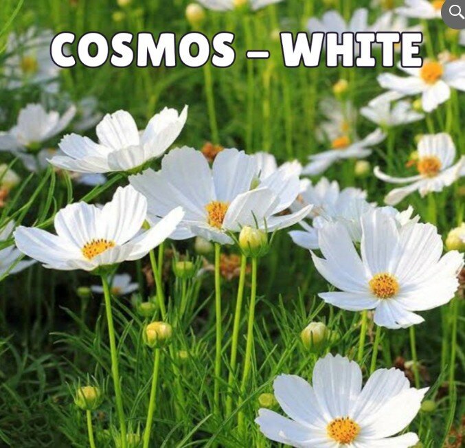 COSMOS White Seeds (Summer)