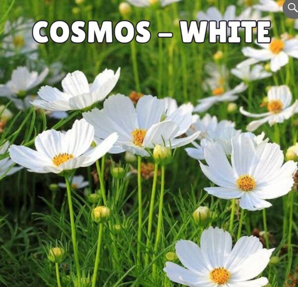 COSMOS White Seeds (Summer)