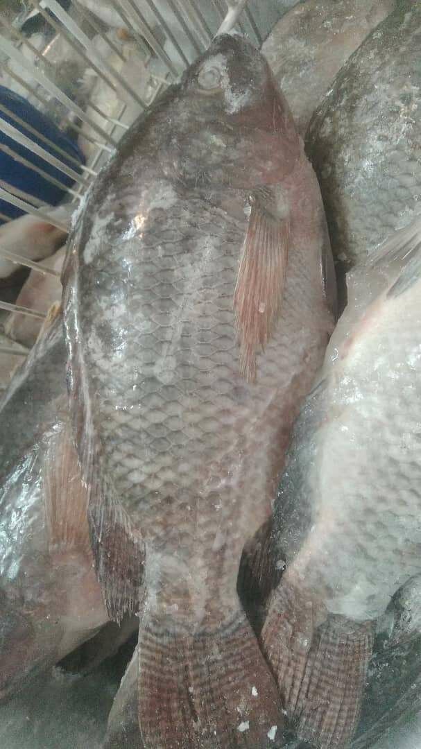 Tilapia frais d'eau douce