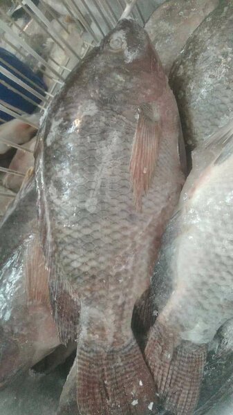 Tilapia frais d'eau douce