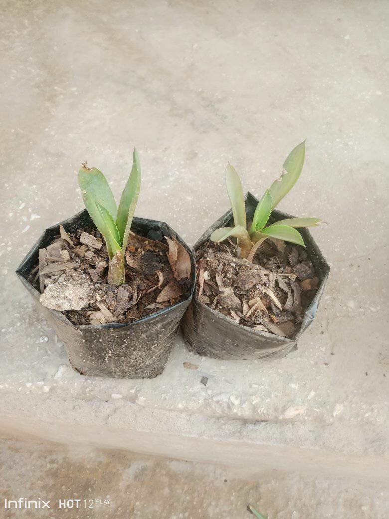 plantes vertes d'intérieur