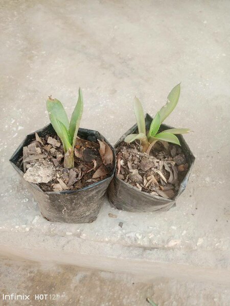 plantes vertes d'intérieur