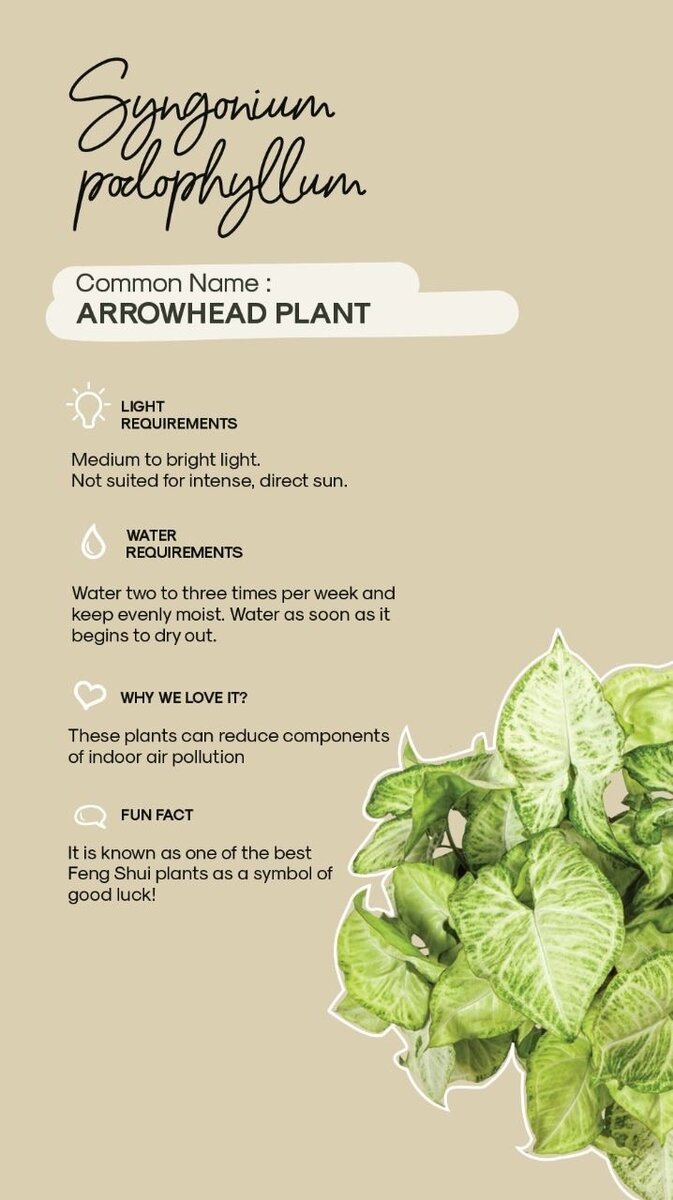 Arrowhead Plant (Syngonium podophyllum)