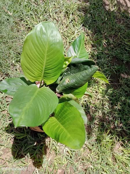 plantes vertes d'intérieur