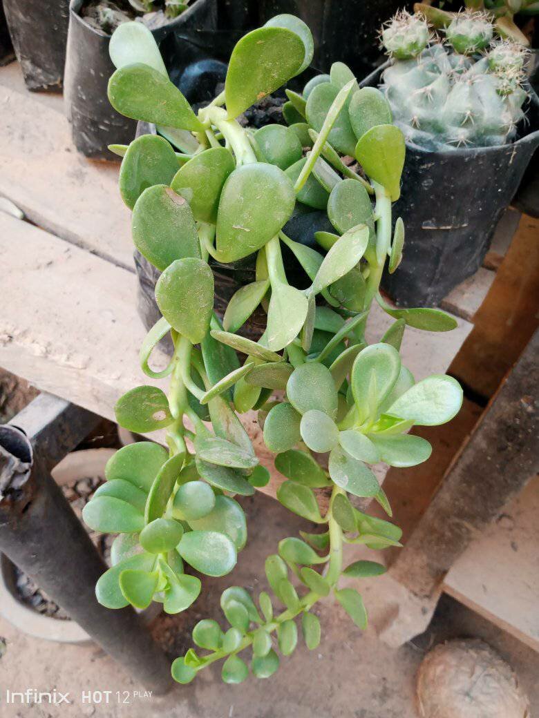 plantes vertes d'intérieur