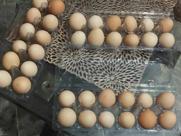 Pure desi eggs