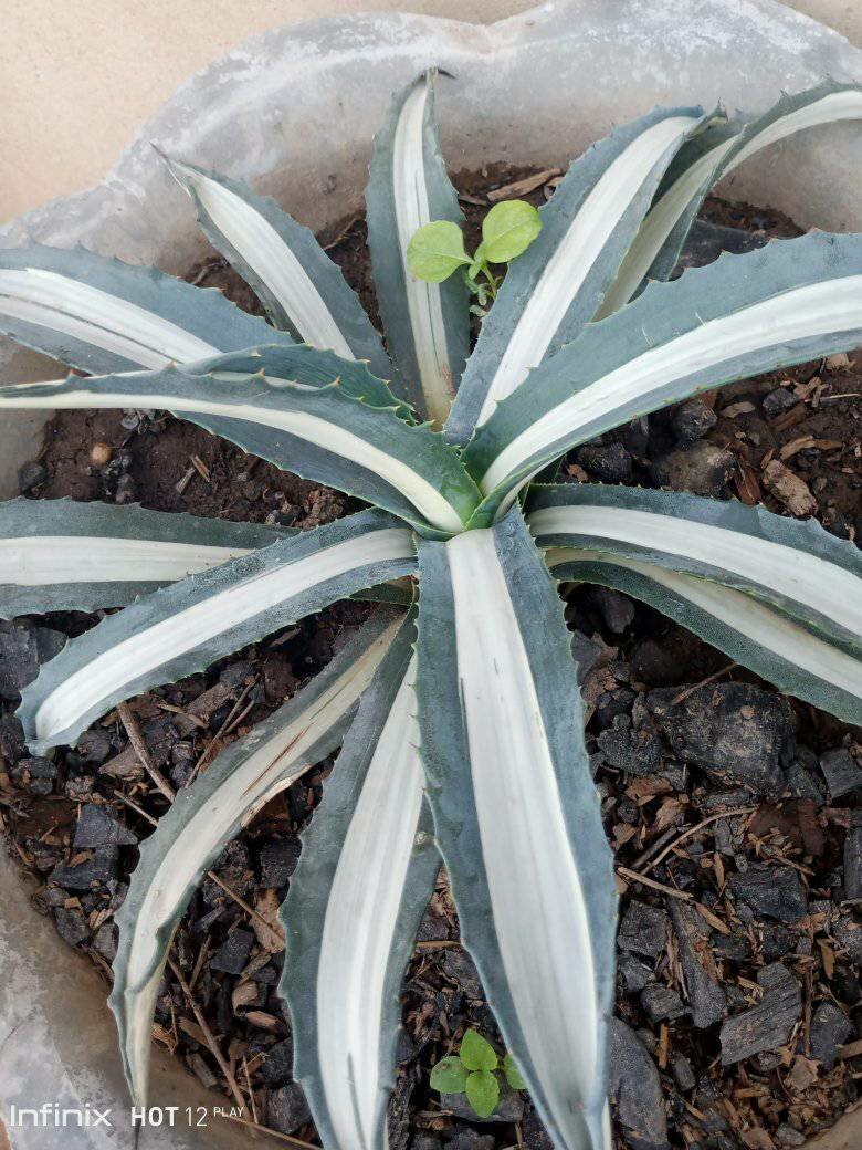 plantes vertes d'intérieur