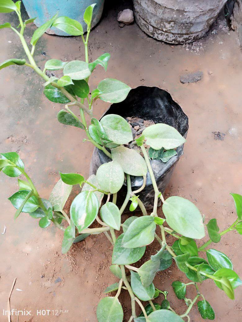 plantes vertes d'intérieur