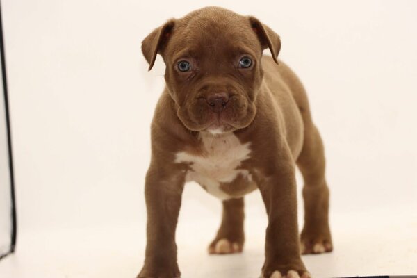 Chiots Pitbull x Cane corso