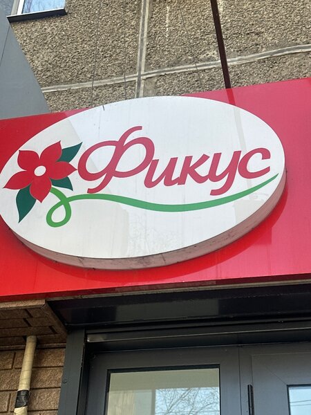 Цветы ,,Фикус ,,