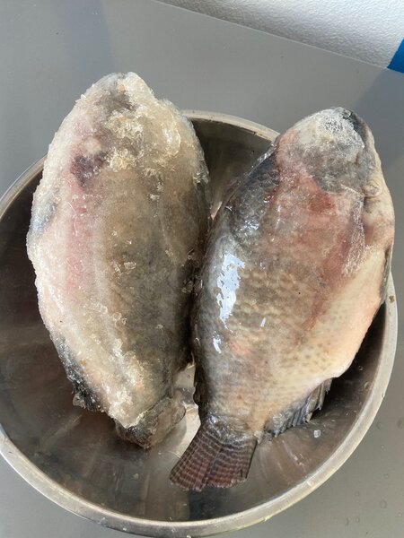 Carpe tilapia le lot de 2