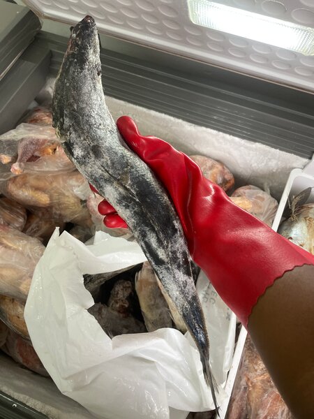 Poisson chinchard le kilo