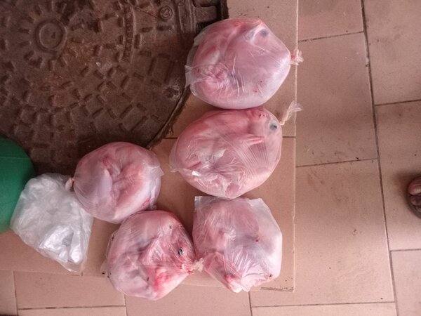 Lapins frais préparés