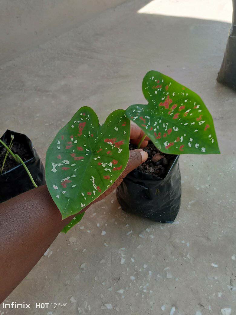 plantes vertes d'intérieur