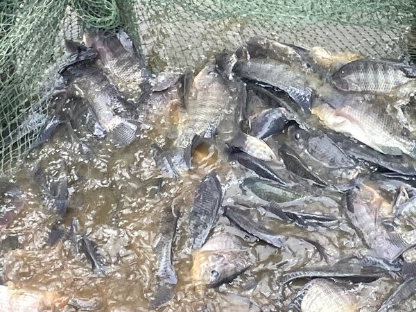 Poissons vivants  pêchés 3k