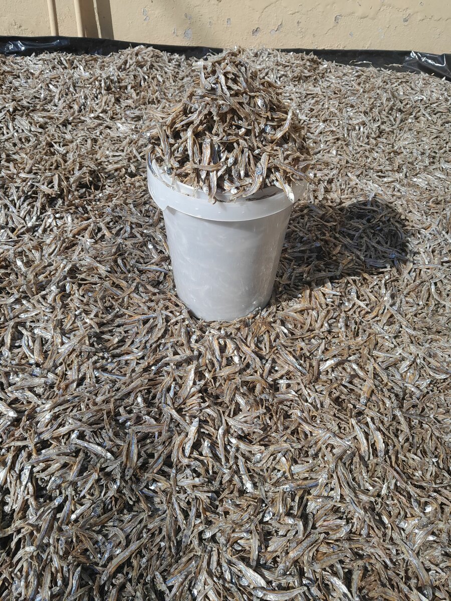 Kapenta Mpulungu High Grade