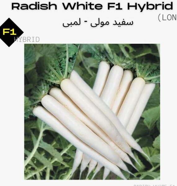Radish White Seeds, F1 Hybrid