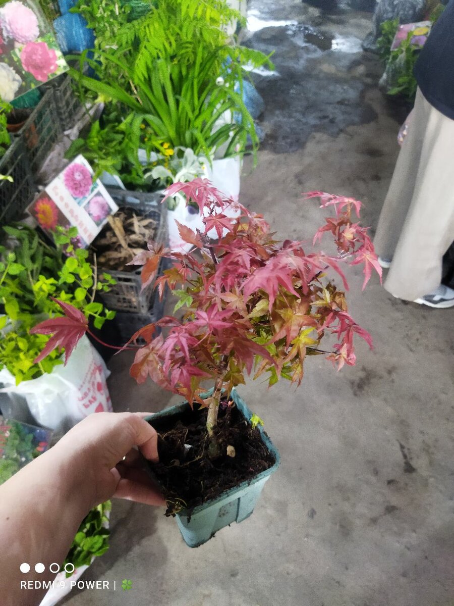 Клён краснолистный