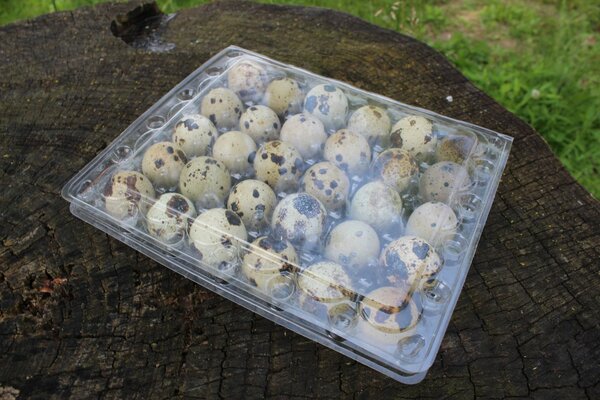 Quail Eggs