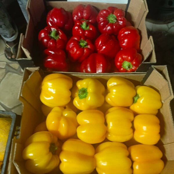 Poivrons frais rouges et jaunes