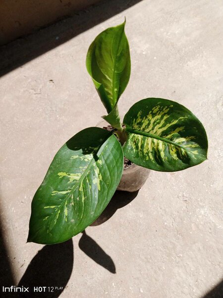 plantes vertes d'intérieur