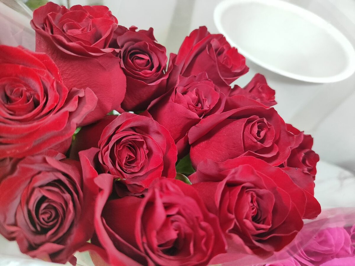 Роза голандская Експловер