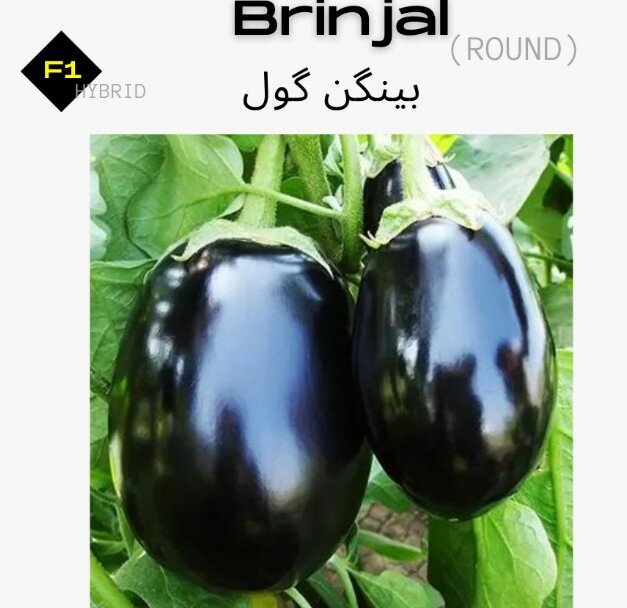 Brinjal Seeds, F1 Hybrid (Round) بینگن گول