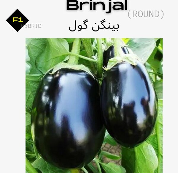 Brinjal Seeds, F1 Hybrid (Round) بینگن گول