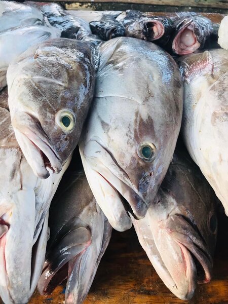 Capitaine,  Mérou , Gros bar