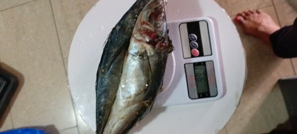 Poisson frais sur balance 1kl