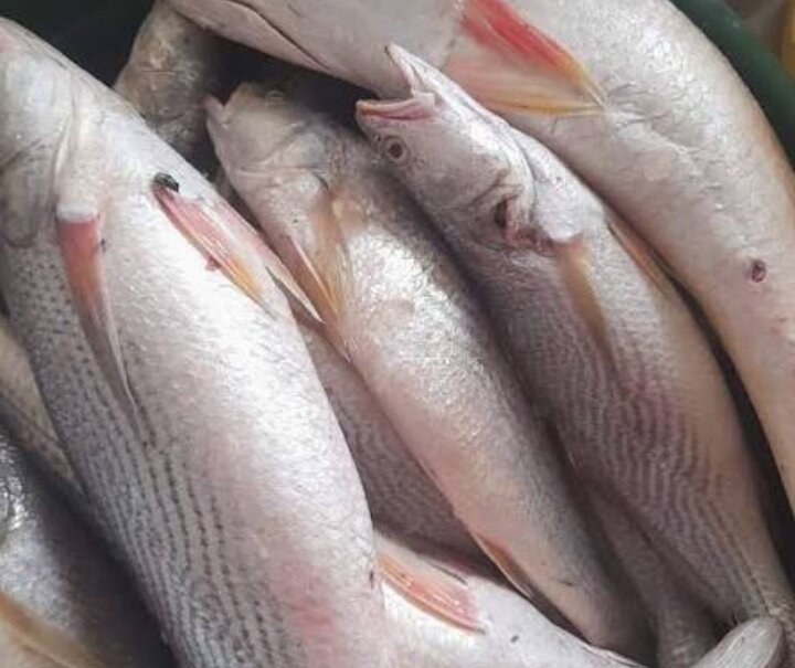 Poissons frais variés