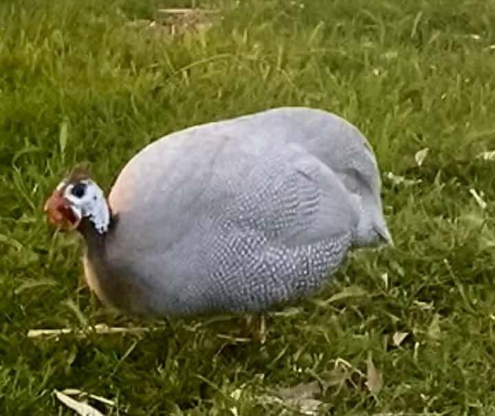 Guinea Fowl