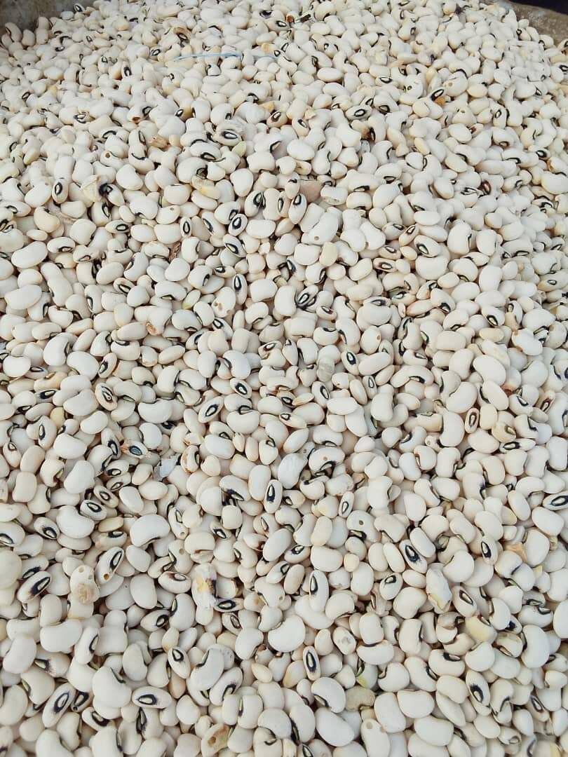 Haricots blancs gros et petit