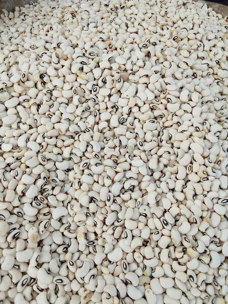 Haricots blancs gros et petit